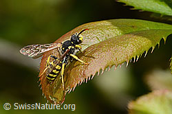 Feld-Wespenbiene (Nomada goodeniana) (C330417)