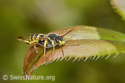 Feld-Wespenbiene (Nomada goodeniana) (C330419)