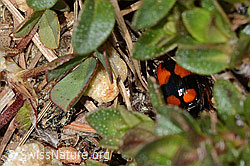 Lebia cruxminor (C330427)