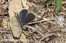 Zwerg-Bläuling (Cupido minimus) (C330435)