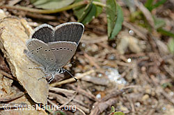 Zwerg-Bläuling (Cupido minimus) (C330439)