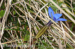 Frühlings-Enzian (Gentiana verna) (16.05.2025, C330450)