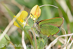 Brombeer-Zipfelfalter (Callophrys rubi) an Alpen-Hornklee (Lotus alpinus) (C330457)