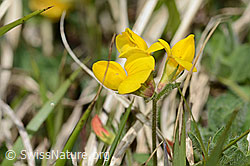 Alpen-Hornklee (Lotus alpinus) (C330470) Alpen-Hornklee (Lotus alpinus) (C330470)