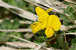 Alpen-Hornklee (Lotus alpinus) (16.05.2025, C330473)