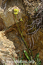 Biscutella laevigata (C330477)