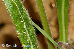 Pieris bryoniae (eggs) on Biscutella laevigata (C330491)