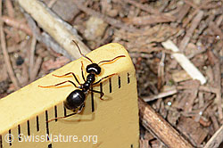 Glänzendschwarze Holzameise (Lasius fuliginosus) (C330554) Glänzendschwarze Holzameise (Lasius fuliginosus) (C330554)