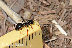 Glänzendschwarze Holzameise (Lasius fuliginosus) (C330556) Glänzendschwarze Holzameise (Lasius fuliginosus) (C330556)