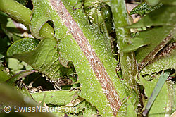Gewöhnlicher Löwenzahn (Taraxacum officinale) (C330568) Gewöhnlicher Löwenzahn (Taraxacum officinale) (C330568)