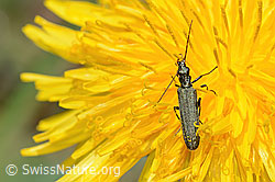 Graugrüner Schenkelkäfer (Oedemera virescens) auf Gewöhnlicher Löwenzahn (Taraxacum officinale) (C330580) Graugrüner Schenkelkäfer (Oedemera virescens) auf Gewöhnlicher Löwenzahn (Taraxacum officinale) (C330580)