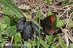 Alpenmohrenfalter (Erebia triarius) (C330596) Alpenmohrenfalter (Erebia triarius) (C330596)