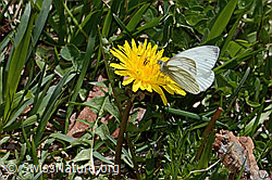 Bergweissling (Pieris bryoniae) auf Gewöhnlichem Löwenzahn (Taraxacum officinale) (C330606) Bergweissling (Pieris bryoniae) auf Gewöhnlichem Löwenzahn (Taraxacum officinale) (C330606)
