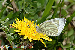 Bergweissling (Pieris bryoniae) an langspornigem Stiefmütterchen (Viola calcarata)