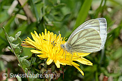Bergweissling (Pieris bryoniae) auf Gewöhnlichem Löwenzahn (Taraxacum officinale) (C330610) Bergweissling (Pieris bryoniae) auf Gewöhnlichem Löwenzahn (Taraxacum officinale) (C330610)