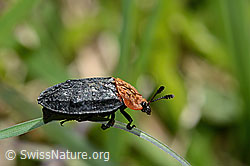 Rothalsige Silphe (Oiceoptoma thoracicum) (16.05.2025, C330612)