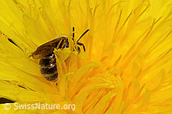 Gewöhnliche Schmalbiene (Lasioglossum calceatum) auf Gewöhnlichem Löwenzahn (Taraxacum officinale) (C330642) Gewöhnliche Schmalbiene (Lasioglossum calceatum) auf Gewöhnlichem Löwenzahn (Taraxacum officinale) (C330642)