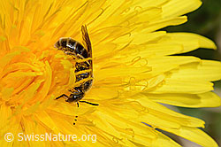 Gewöhnliche Schmalbiene (Lasioglossum calceatum) auf Gewöhnlichem Löwenzahn (Taraxacum officinale) (C330646) Gewöhnliche Schmalbiene (Lasioglossum calceatum) auf Gewöhnlichem Löwenzahn (Taraxacum officinale) (C330646)