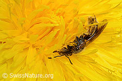Gewöhnliche Schmalbiene (Lasioglossum calceatum) auf Gewöhnlichem Löwenzahn (Taraxacum officinale) (C330647) Gewöhnliche Schmalbiene (Lasioglossum calceatum) auf Gewöhnlichem Löwenzahn (Taraxacum officinale) (C330647)