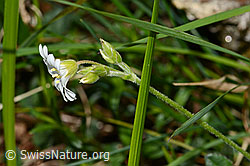 Cerastium fontanum ssp. vulgare (C330660) Cerastium fontanum ssp. vulgare (C330660)