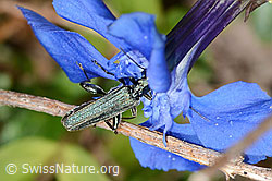 Graugrüner Schenkelkäfer (Oedemera virescens) auf Frühlings-Enzian (Gentiana verna) (C330670) Graugrüner Schenkelkäfer (Oedemera virescens) auf Frühlings-Enzian (Gentiana verna) (C330670)