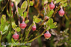 Vaccinium myrtillus (C334949)