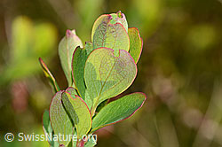 Vaccinium myrtillus (C334950)