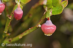 Vaccinium myrtillus (C334954)
