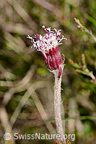 Alpenlattich (Homogyne alpina) (C334958) Alpenlattich (Homogyne alpina) (C334958)