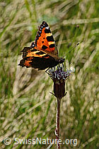 Kleiner Fuchs (Aglais urticae) auf Alpenlattich (Homogyne alpina) (C334966) Kleiner Fuchs (Aglais urticae) auf Alpenlattich (Homogyne alpina) (C334966)