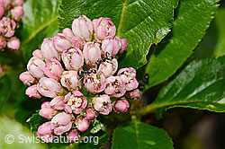 Sorbus chamaemespilus (11.06.2025, C334971)