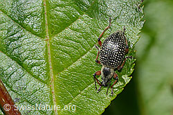 Schwarzer Rüsselkäfer (Otiorhynchus coecus) auf Zwergmispel (Sorbus chamaemespilus) (C334979) Schwarzer Rüsselkäfer (Otiorhynchus coecus) auf Zwergmispel (Sorbus chamaemespilus) (C334979)