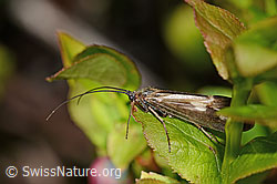Köcherfliege (Trichoptera) (C334980)