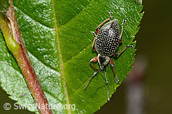 Schwarzer Rüsselkäfer (Otiorhynchus coecus) auf Zwergmispel (Sorbus chamaemespilus) (C334982) Schwarzer Rüsselkäfer (Otiorhynchus coecus) auf Zwergmispel (Sorbus chamaemespilus) (C334982)