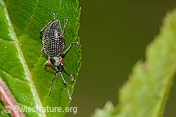 Schwarzer Rüsselkäfer (Otiorhynchus coecus) auf Zwergmispel (Sorbus chamaemespilus) (C334983) Schwarzer Rüsselkäfer (Otiorhynchus coecus) auf Zwergmispel (Sorbus chamaemespilus) (C334983)