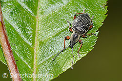 Schwarzer Rüsselkäfer (Otiorhynchus coecus) auf Zwergmispel (Sorbus chamaemespilus) (C334986) Schwarzer Rüsselkäfer (Otiorhynchus coecus) auf Zwergmispel (Sorbus chamaemespilus) (C334986)