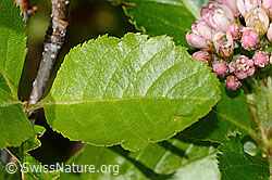 Sorbus chamaemespilus (C335000)