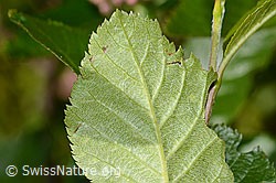 Sorbus chamaemespilus (C335001)