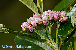 Sorbus chamaemespilus (C335006)