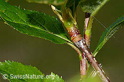 Sorbus chamaemespilus (C335007)