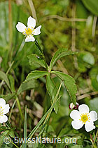 Ranunculus aconitifolius (C335023)
