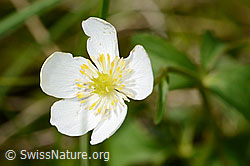 Ranunculus aconitifolius (C335024)