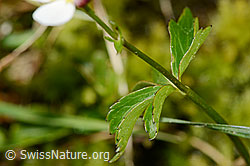 Ranunculus aconitifolius (C335025)