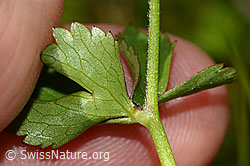 Ranunculus aconitifolius (C335027)