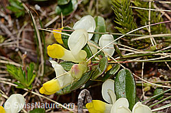 Polygala chamaebuxus (11.06.2025, C335030)
