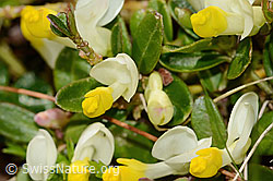 Polygala chamaebuxus (C335037)