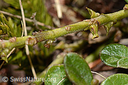 Polygala chamaebuxus (C335038)