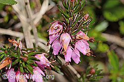 Erika (Erica carnea) (C335063)