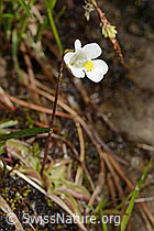 Alpen-Fettblatt (Pinguicula alpina) (C335069)
