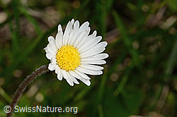Alpenmasslieb (Aster bellidiastrum) (C335091) Alpenmasslieb (Aster bellidiastrum) (C335091)